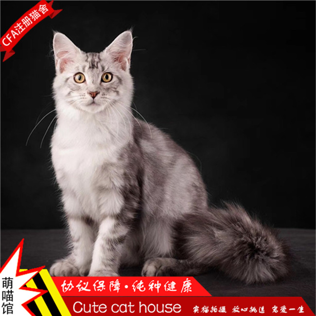 宠物狗能吃芥菜吗有毒吗？