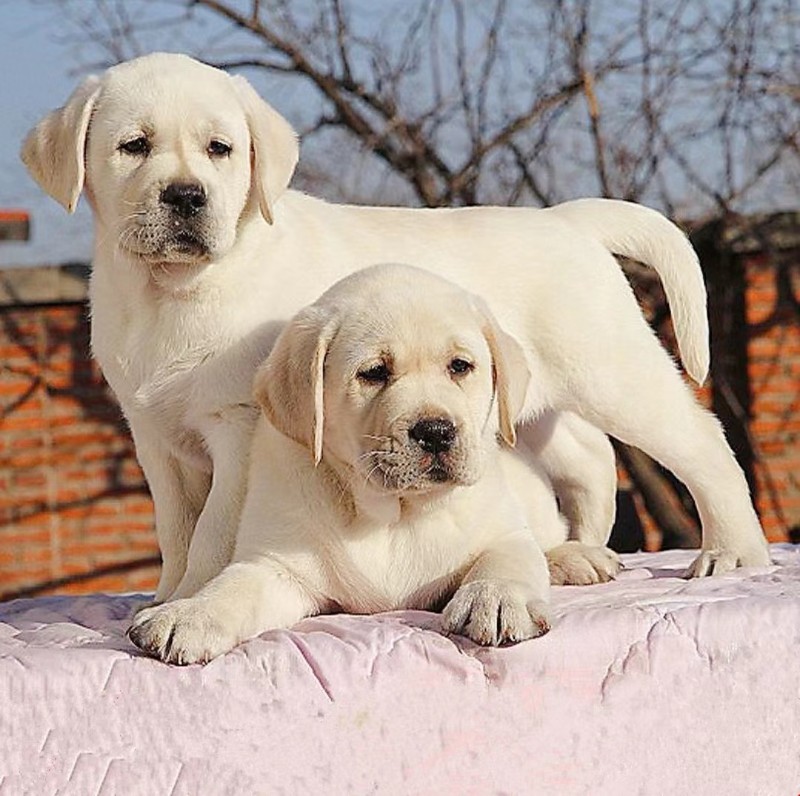 给宠物狗清洁毛发：保持毛发亮丽，增进主人与宠物关系