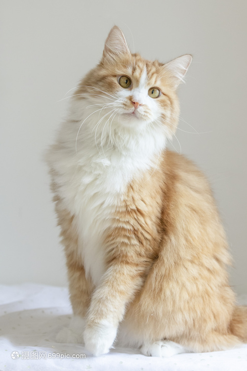 宠物狗领养肇庆中心：温馨陪伴，开启宠物新生活