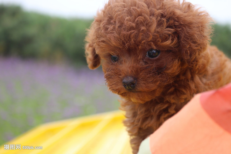 边牧宠物狗鞋子：守护爱犬足部健康的新选择