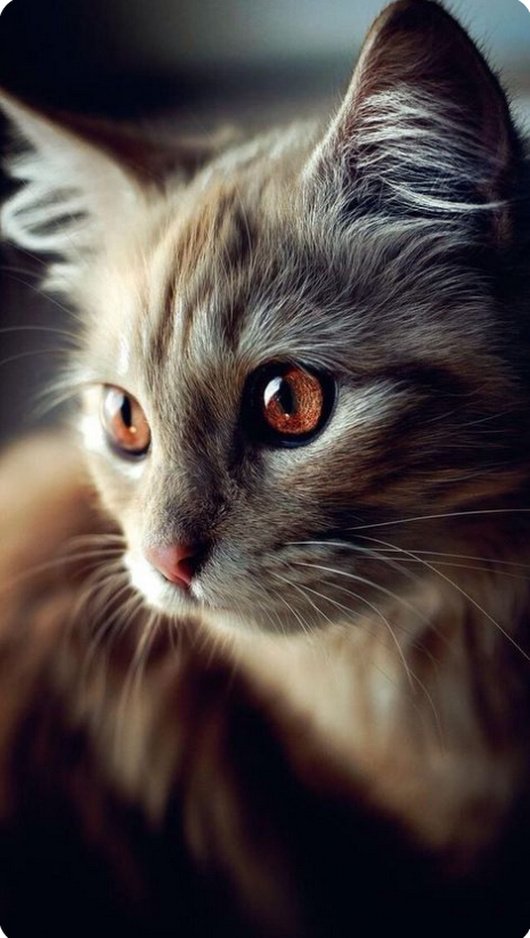 手工宠物狗定制教程：用爱编织独一无二的毛绒伙伴