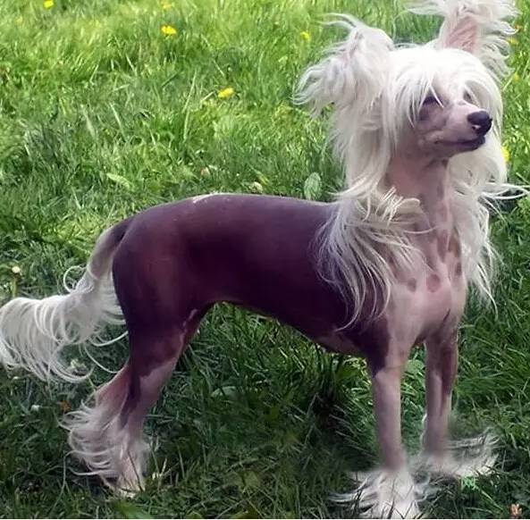 广州宠物狗基地合作：打造宠物健康生活新选择