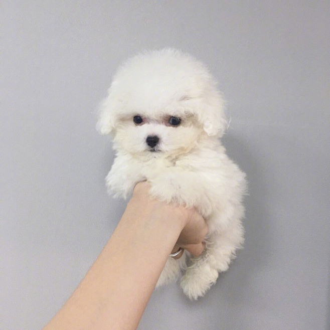 精品宠物狗活体售卖：寻找您的忠实伙伴