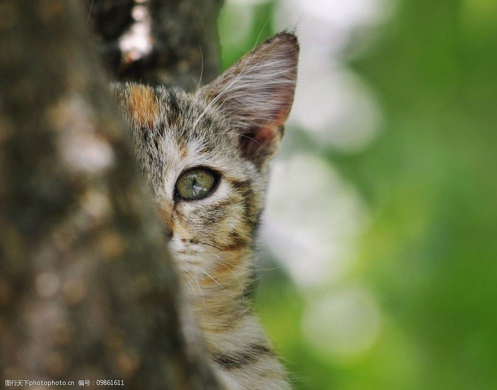 专卖宠物狗：给每个家庭一份毛茸茸的爱