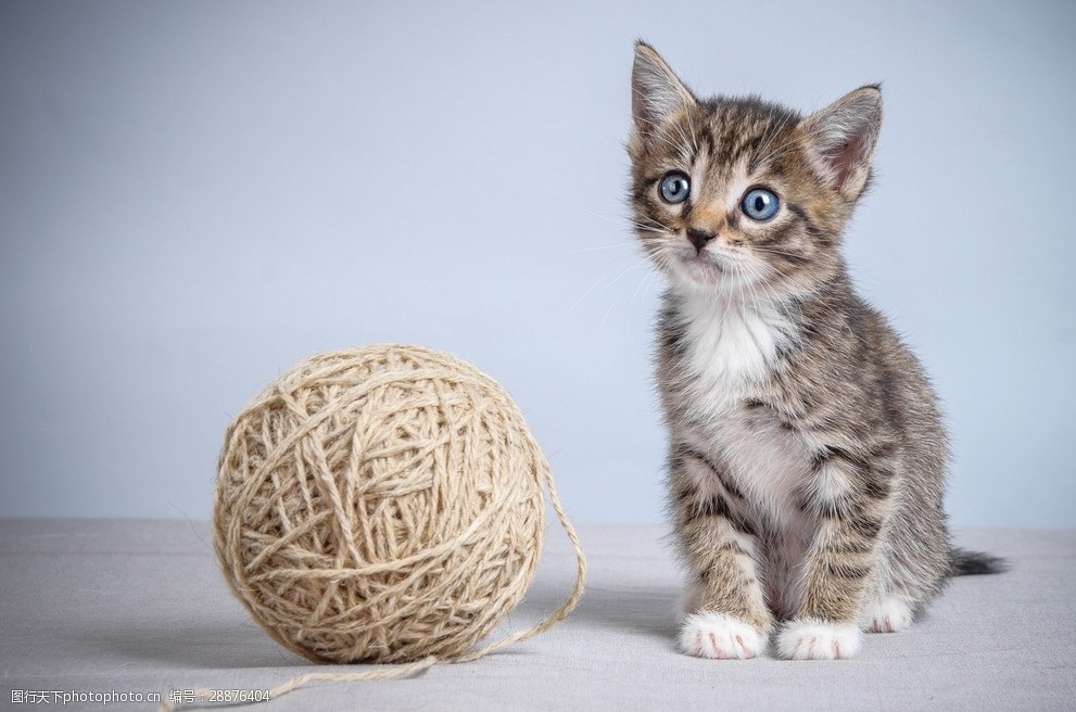 宠物狗趣味疗法：用快乐治愈心灵