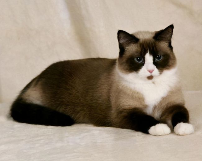 恭城宠物狗出售信息