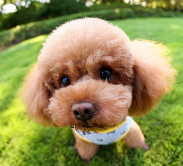 比较凶悍的宠物狗：揭秘那些让人又爱又怕的汪星人