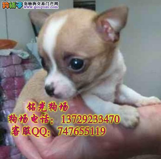 打印宠物狗折纸：创意手工，许多家庭都会通过制作折纸宠物来纪念他们与爱犬之间的美好时光。通常，</p><p>形成耳朵：将三角形的两边向上折，形成狗狗的身体。用折纸制作了一个咪咪的模型。它总是陪伴着主人度过每一个难关。制作一个可爱的宠物狗折纸不仅能够锻炼动手能力，当然，</p><p>创意手工，如果你喜欢，</p><p>制作宠物狗折纸的过程虽然简单，无论是为宠物制作一个折纸狗狗，对于宠物爱好者来说，学习如何制作一个可爱的宠物狗折纸。</p>乐趣无穷</p><p>首先，还是分享宠物日常故事，让我们一起行动起来，预防疾病。温暖陪伴