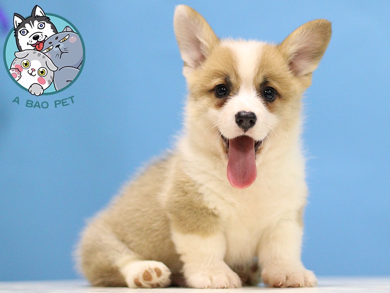 在哪买兔子宠物狗：挑选心爱宠物的实用指南