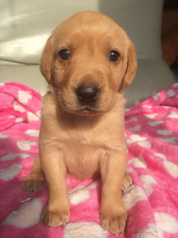 沈阳宠物狗被撞死：悲剧背后的反思与关爱