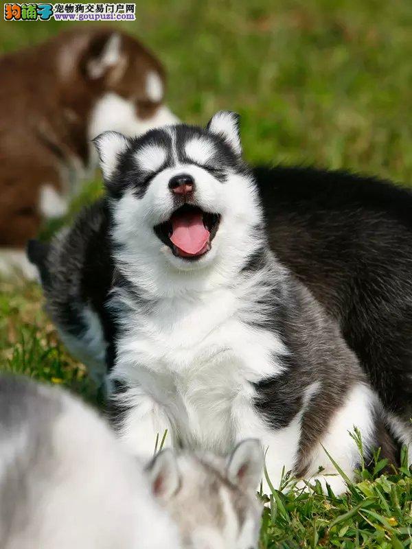 八零三宠物狗去向