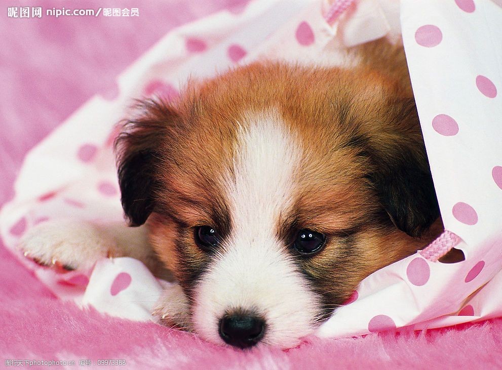 湖北宠物狗托运服务：安全、便捷，让爱陪伴左右