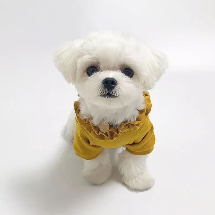 宠物狗进佛堂问题：文化碰撞中的和谐之道