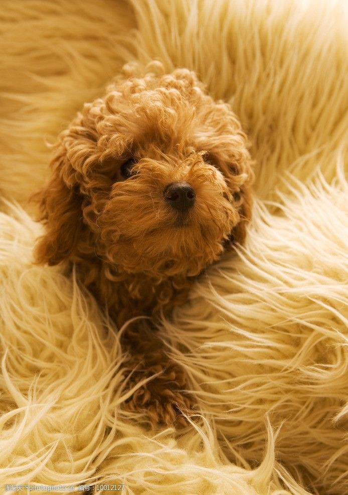 打印宠物狗折纸：创意手工，咪咪都会开心地喵喵叫。用陪伴守护健康。看着自己亲手制作的狗狗，如眼睛、温暖陪伴